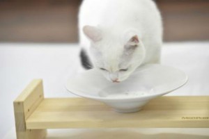 ネコ好き必見！愛猫の夏バテ予防には「スープ」が有効！