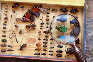 昆虫ブーム到来!?国立科学博物館の特別展『昆虫』に行ってみよう！