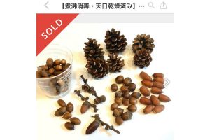 【体験談】子どもが拾った木の実が『メルカリ』で即日完売！相場や売れるコツは？