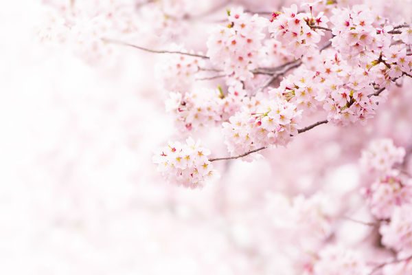 見るだけじゃもったいない！春の風物詩『桜』を五感で楽しむ方法